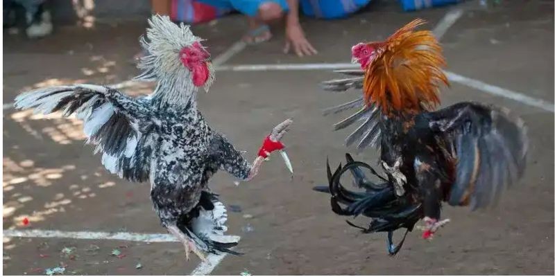 Đá gà cựa dao PQ88